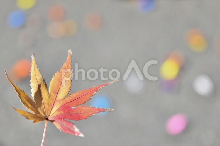 もみじ もみじ,モミジ,秋の写真素材