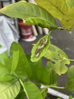 レモンの葉に止まる青虫の写真