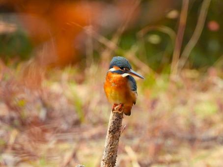 秋の草原に立つ棒にとまるカワセミ カワセミ,鳥,鳥類の写真素材