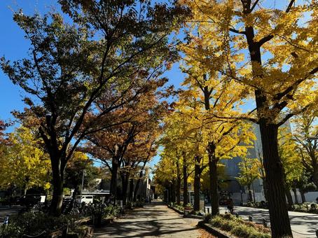 山下公園通りのいちょう並木 山下公園通りのいちょう並木 横浜,山下公園,秋の写真素材