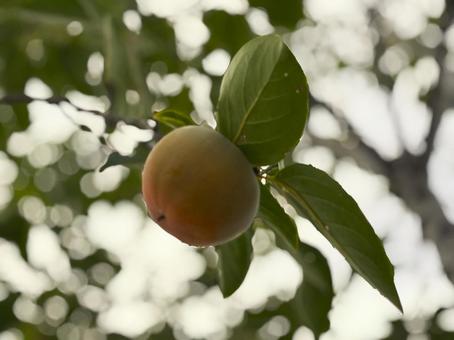 収穫までもう少しの柿 柿,柿の木,植物の写真素材