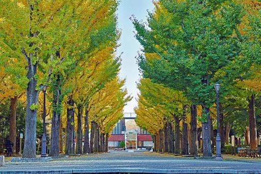つくば市「洞峰公園」の黄葉した銀杏並木 洞峰公園,銀杏並木,いちょうの写真素材