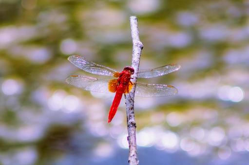 ハス池のトンボ3ー26 ハス池のトンボ3ー26 トンボ,自然,とんぼの写真素材