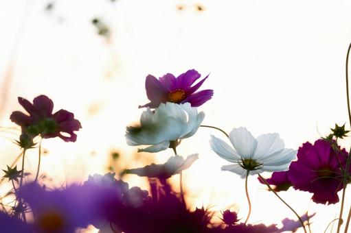 強い逆光が美しいコントラストの秋桜 コスモス,秋桜,花の写真素材