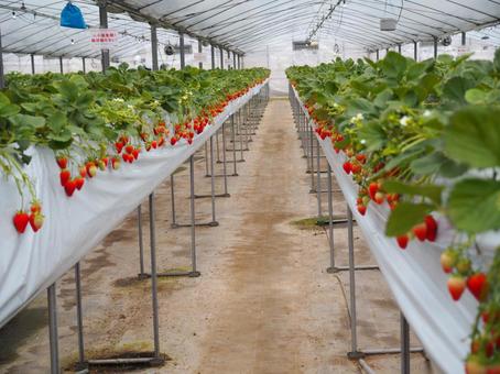 いちご狩りハウス内 いちご狩り,栽培,農業の写真素材