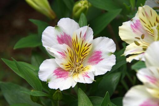 アルストロメリア アルストロメリア,ユリズイセン,百合水仙の写真素材