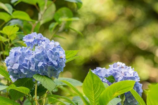青い紫陽花 青い紫陽花 あじさい,アジサイ,6月の写真素材