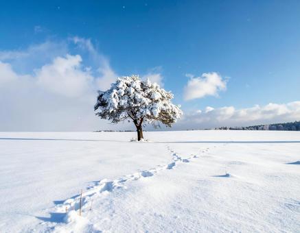 雪原の中にある一本の木6 雪原の中にある一本の木6の写真
