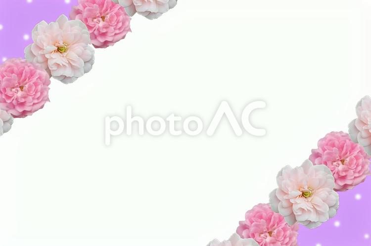 ふんわり薔薇のカード 薔薇,花,ピンクの写真素材