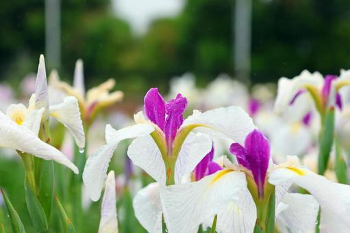 Iris Flower 25-13, JPG