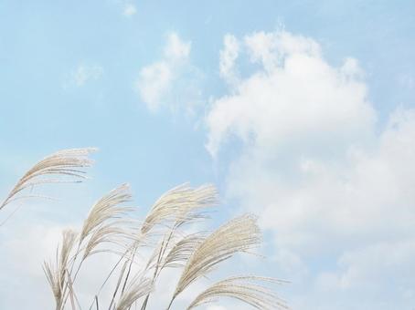 すすき 風景 すすき 風景の写真