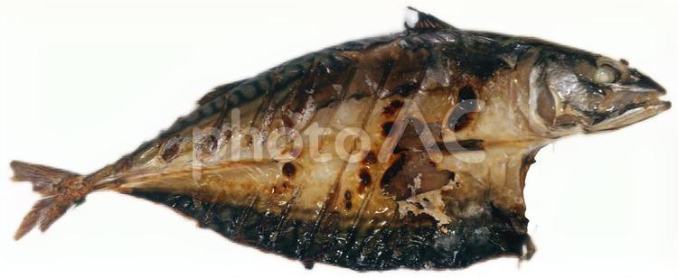 鯖の開きの焼魚の写真 白背景,白バック,切抜きの写真素材