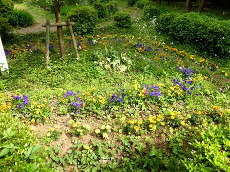 いくつも花が植えられた郊外の花壇の写真