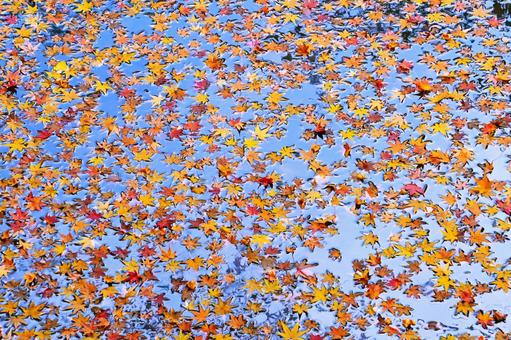 水面に浮かぶ紅葉した綺麗な落ち葉 水面に浮かぶ紅葉した綺麗な落ち葉の写真