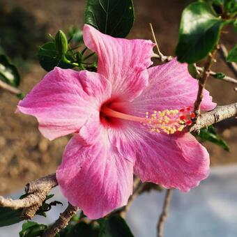 ハイビスカス１８（咲くやこの花館） ハイビスカス,花,かわいいの写真素材