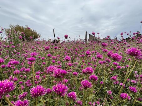 Photo, flower garden, thousands of red, pink, 