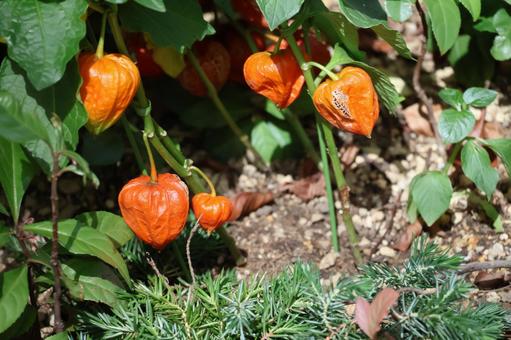 Lots of orange hozuki fruit, JPG Lots of orange hozuki fruit, JPG