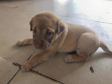 お目覚めのカンボジアの子犬 子犬,子イヌ,イヌの写真素材