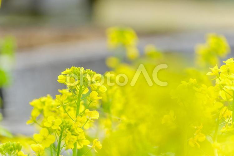 柔らかい光に包まれた菜の花畑 菜の花,花,花びらの写真素材