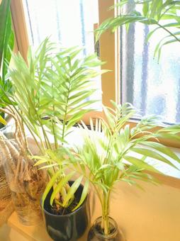 観葉植物 テーブルヤシ 抜き苗 水栽培 観葉植物 テーブルヤシ 抜き苗 水栽培の写真