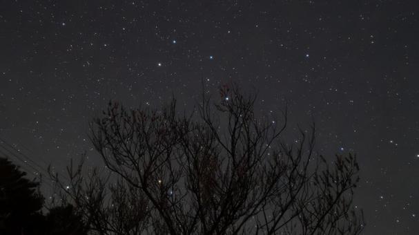 星の糸が紡ぐ木 星の糸が紡ぐ木の写真