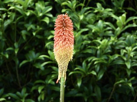 きれいな花 きれいな花の写真