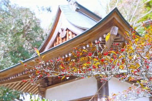 秋の神社に赤い木の実 神社,木の実,赤の写真素材