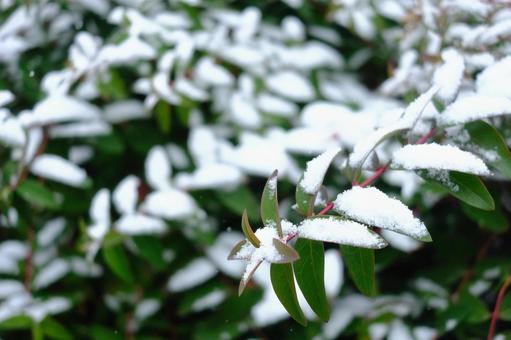 葉っぱに積もる雪 葉っぱに積もる雪の写真