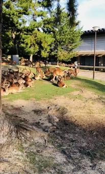 Deer at Todaiji Temple, JPG