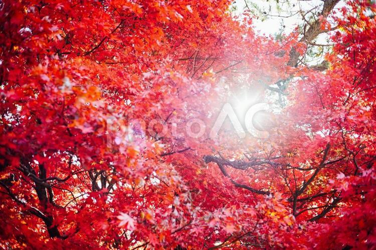 秋の木漏れ日 赤,背景,紅葉の写真素材