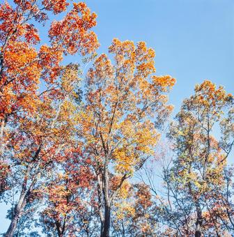 紅葉、落ち葉31 紅葉、落ち葉31 秋,紅葉,枯葉の写真素材