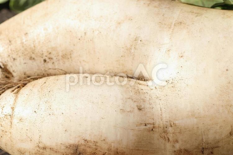 だいこん　冬野菜　鍋の具 大根,だいこん,皮の写真素材