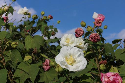 スイフヨウの花 スイフヨウの花の写真