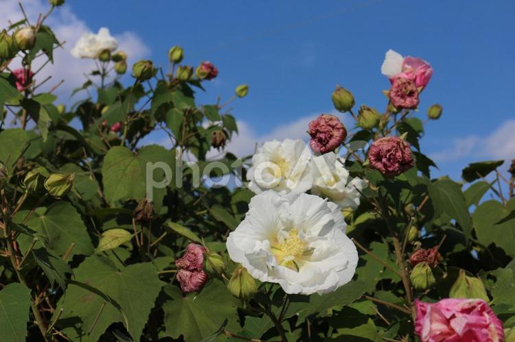 スイフヨウの花 スイフヨウ,芙蓉,花の写真素材