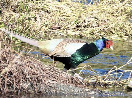 水辺を歩くキジ 鳥,野鳥,キジの写真素材