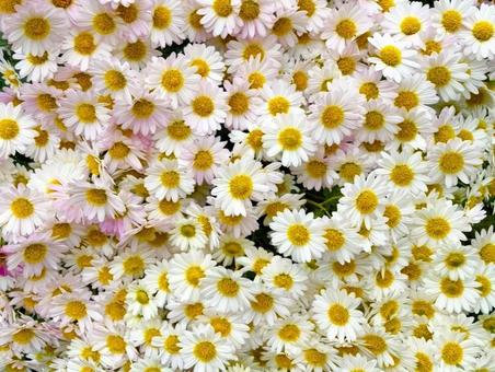 菊3 菊,キク,白の写真素材