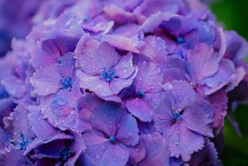 Pink hydrangeas blooming in Kodaira Hydrangea Park, JPG Pink hydrangeas blooming in Kodaira Hydrangea Park, JPG