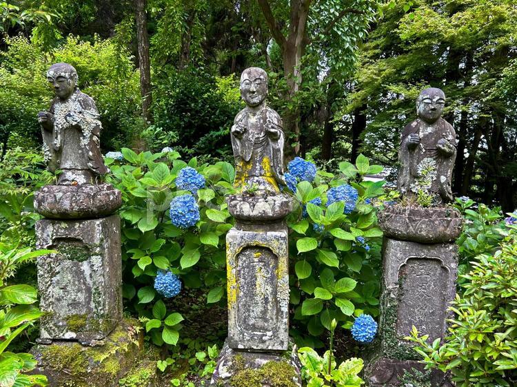お地蔵とアジサイ 屋外,紫陽花,花の写真素材