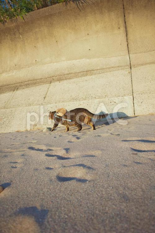 砂浜を歩く猫 猫,散歩,飼い猫の写真素材
