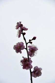 梅 梅の写真