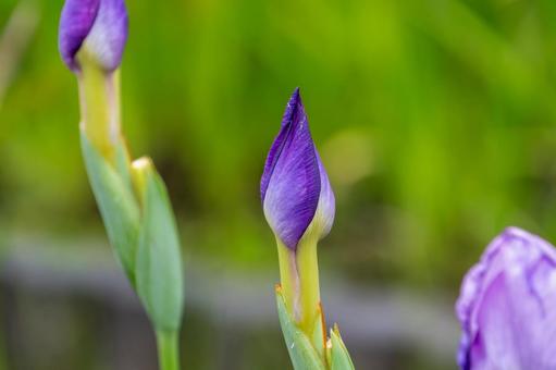 咲き始めの花菖蒲のつぼみ 咲き始めの花菖蒲のつぼみの写真