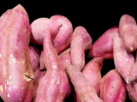 野菜・サツマイモ サツマイモ,薩摩芋,甘藷の写真素材