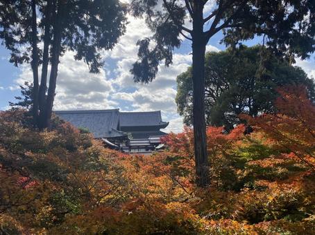 お寺ともみじ 自然,素材,寺院の写真素材