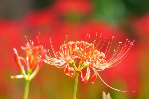 ヒガンバナ ヒガンバナ ヒガンバナ,花,秋の写真素材