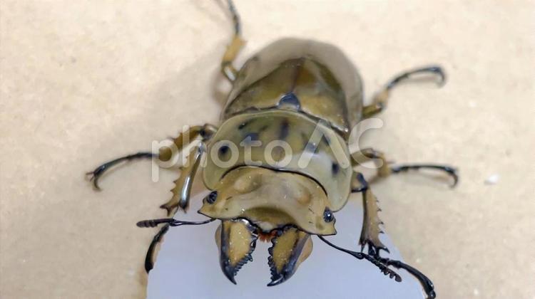 ゼリーを食べるババオウゴンオニクワガタ クワガタ,昆虫,甲虫の写真素材
