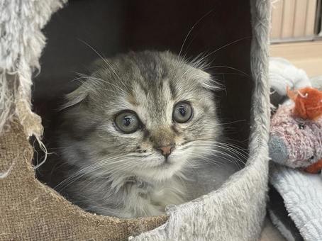 Photo, kitten, scottish fold, broken ears, 