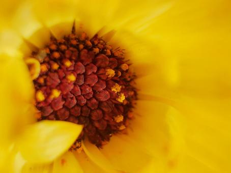 お花のアップ お花のアップの写真