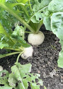 家庭菜園の穴あき葉のカブが元気に生育（縦 かぶ,穴あき,畑の写真素材