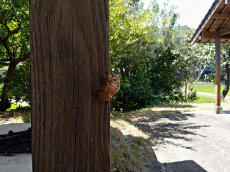 セミの抜け殻 セミ,蝉,真夏の写真素材