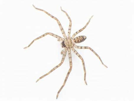 アシダカグモ アシダカグモの写真